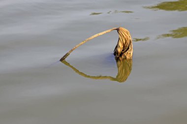 Suyun üzerinde sarı yapraklar, fotoğrafa yakın çekim.