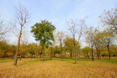 Orman sonbahar manzarası bir parkta, fotoğrafa yakın.