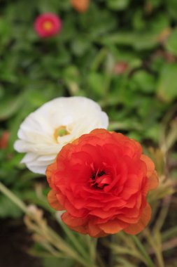 Ranunculus çiçekleri, fotoğrafa yakın çekim