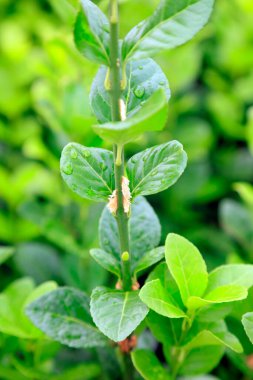 Çin küçük yapraklı kutu anten kökü