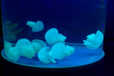 Denizanası, fotoğrafa yaklaş.