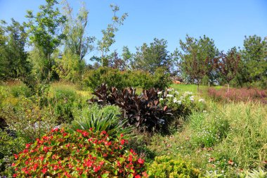 Bahçedeki yeşil bitkiler