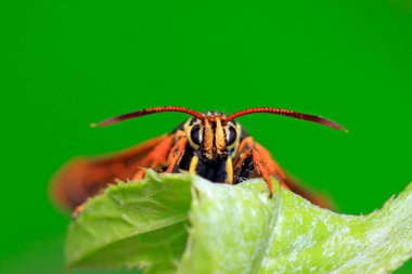 Aegeriidae böcekleri vahşi doğada bitki üzerinde