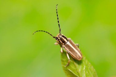 Yeşil yapraklı uzun mısır