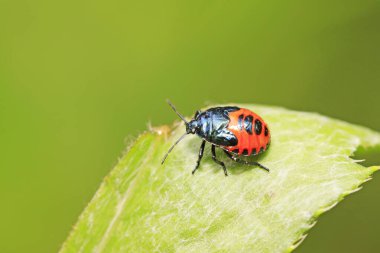 Zicrona caerulea doğadaki bitki üzerine 
