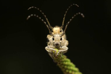 Yeşil yapraklı uzun mısır