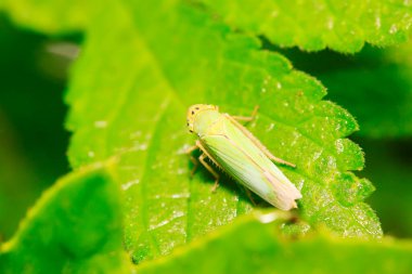 Cicadella viridis doğadaki bitki üzerine