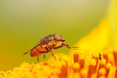 Stomorhina 'nın yeşil bitki üzerindeki modası geçti