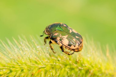 Vahşi doğada yeşil yapraklı saman.