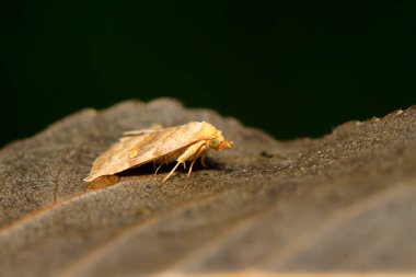 Güve böcekleri yabandaki bitkilerde