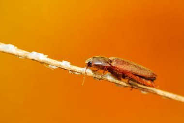 toka böcekleri üzerinde vahşi yaprak yeşil