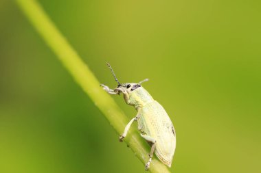 Yabani bitkilerdeki buğday biti