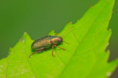 Yaprak böceği vahşi doğada bitkinin üzerinde