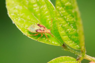 Kokuşmuş böcek doğadaki bitkinin üzerinde
