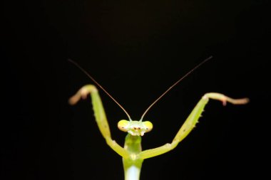 Mantid larvaları doğada bitki üzerinde