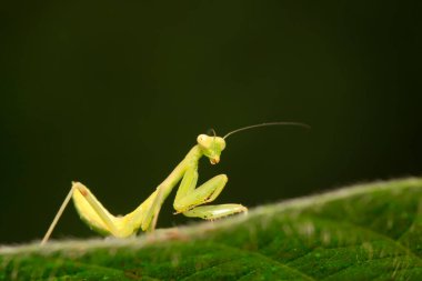 Mantid larvaları doğada bitki üzerinde