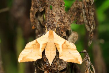 hawkmoth üzerinde vahşi yaprak yeşil fasulye
