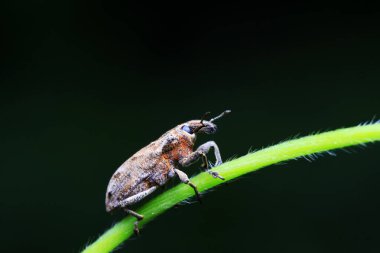 Yabani bitkilerdeki buğday biti