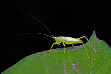 Uzun boynuzlu çekirgeler, yeşil yapraklı periler.