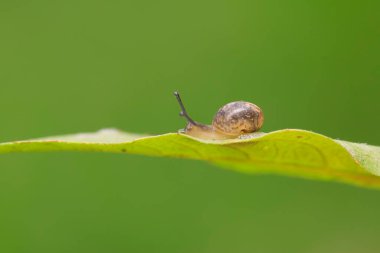 salyangoz vahşi yeşil bitki üzerinde closeup 