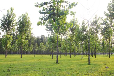 Orman ve çimenler, fotoğrafa yakın çekim.