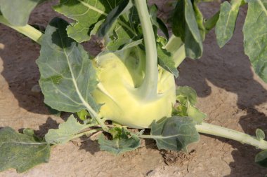 Kuduz, fotoğrafa yaklaş.