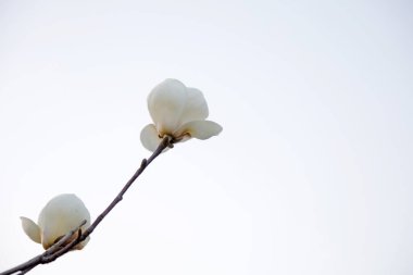 Magnolia, fotoğrafa yaklaş.