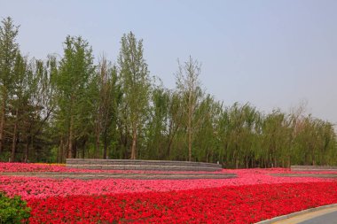 Kırmızı çiçek tarhı, fotoğrafın yakın çekimi.