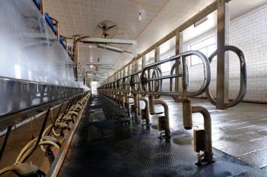 Süt çiftliğindeki sağma salonu