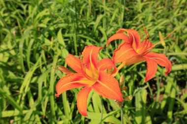 Lily çiçekleri botanik gardında