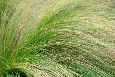 Botanik bahçesinde Stipa tenuifolia, Chines