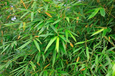 Botanik gardında bambu yaprakları