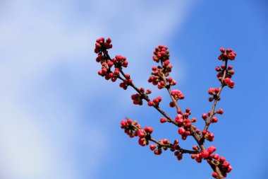 Çiçekli erik çiçeği, fotoğraftan bir elbise.