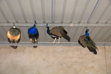 Tavus kuşları çiftlikte