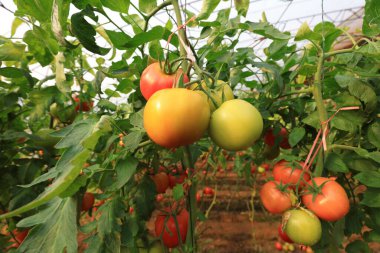 Seralarda olgun domatesler