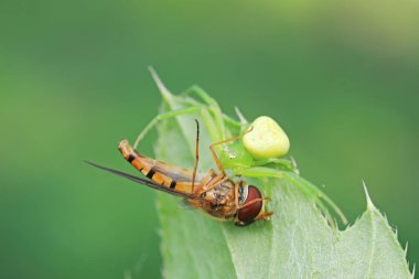 Yengeç örümcekleri Kuzey Çin 'de doğal koşullarda Syrphidae' yi avlarlar.