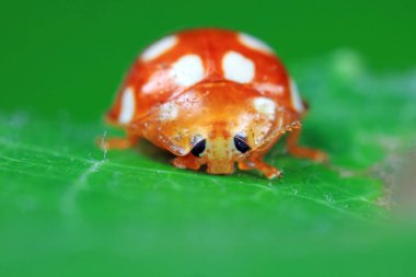 Yeşil yapraklı uğur böceği, Kuzey Chin