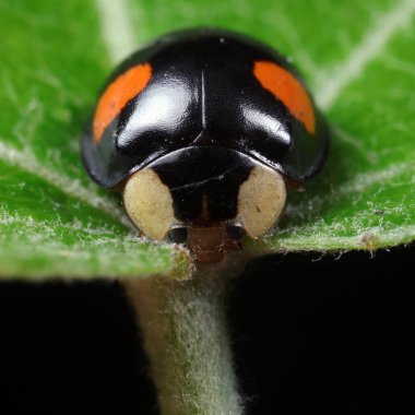 Yeşil yapraklı uğur böceği, Kuzey Çin