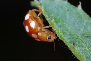 Yeşil yapraklı uğur böceği, Kuzey Chin