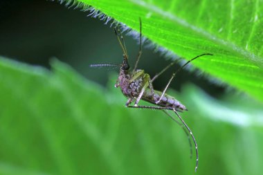 Yeşil yapraklı sivrisinekler, Kuzey Çin
