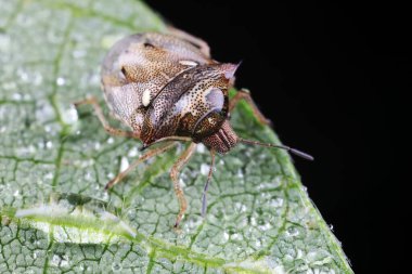 Yeşil yapraklı pis böcek, Kuzey Çin