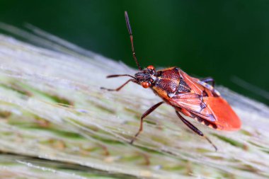 Yeşil yapraklı pis böcek, Kuzey Çin