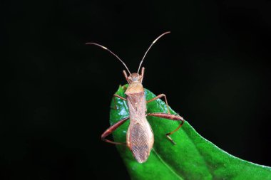Yeşil yapraklı pis böcek, Kuzey Çin