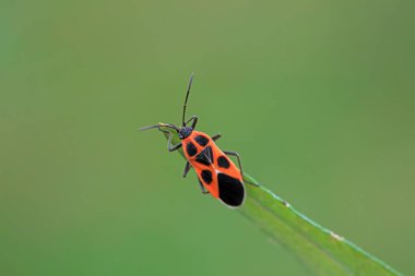 Yeşil yapraklı pis böcek, Kuzey Çin