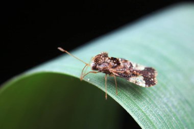Yeşil yapraklı pis böcek, Kuzey Çin