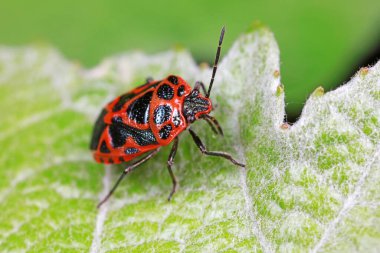 Yeşil yapraklı pis böcek, Kuzey Çin