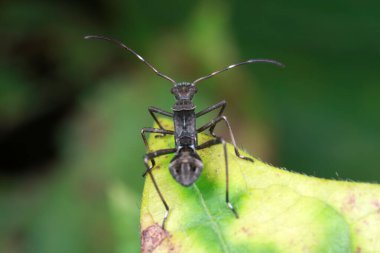 Yeşil yapraklı pis böcek, Kuzey Çin