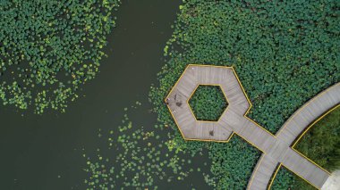 Su gölünde ağaç yaprağı ve nilüfer yaprağı, Luannan County, Hebei Eyaleti, Çin