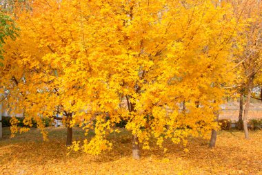Parktaki sarı ağaçlar, fotoğrafın yakın çekimi.