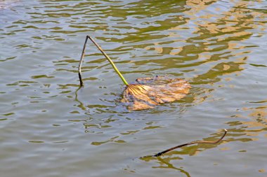 Suyun üzerinde sarı yapraklar, fotoğrafa yakın çekim.